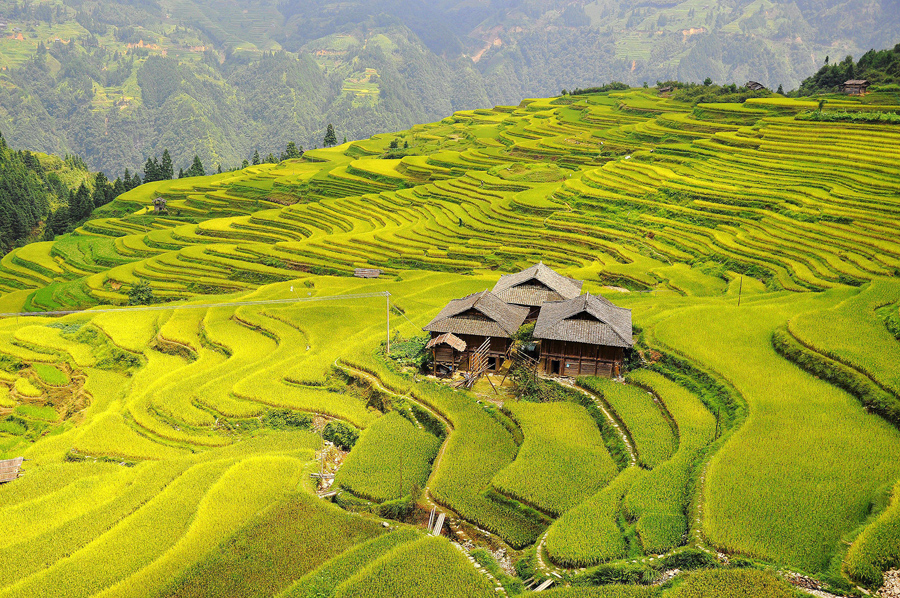 Рисовые поля в деревне Dangniu, Китай.