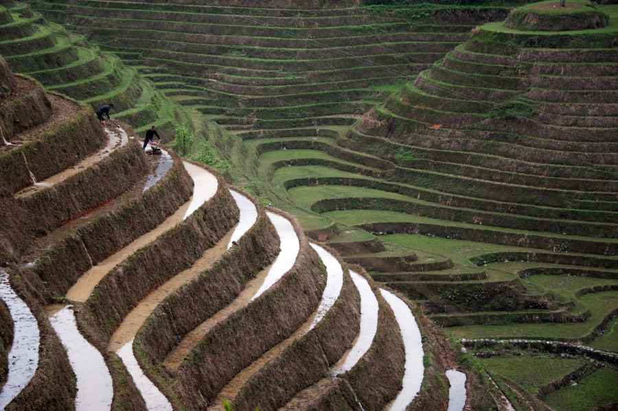 Два фермеры работают в террасе рисовых полей близ села Tiantou в Лонгшенге округа, в южной части Китая.