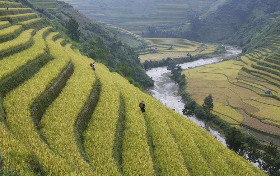 Фермеры работают на террасах рисового поля в деревне Ла Пан Тан, в северном отдаленном районе Вьетнама. 