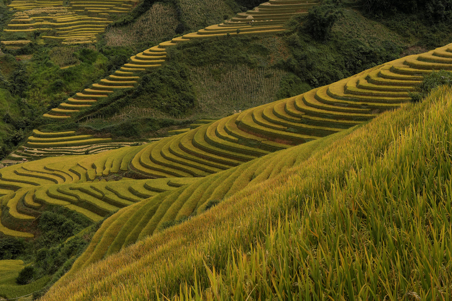 Рисовые поля в северной горной провинции Йенбай.