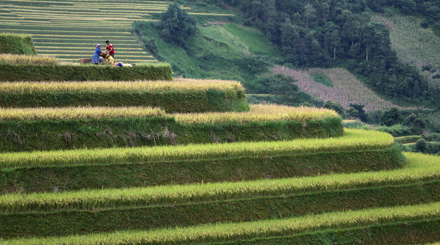 Жители собирают урожай риса во Вьетнаме.
