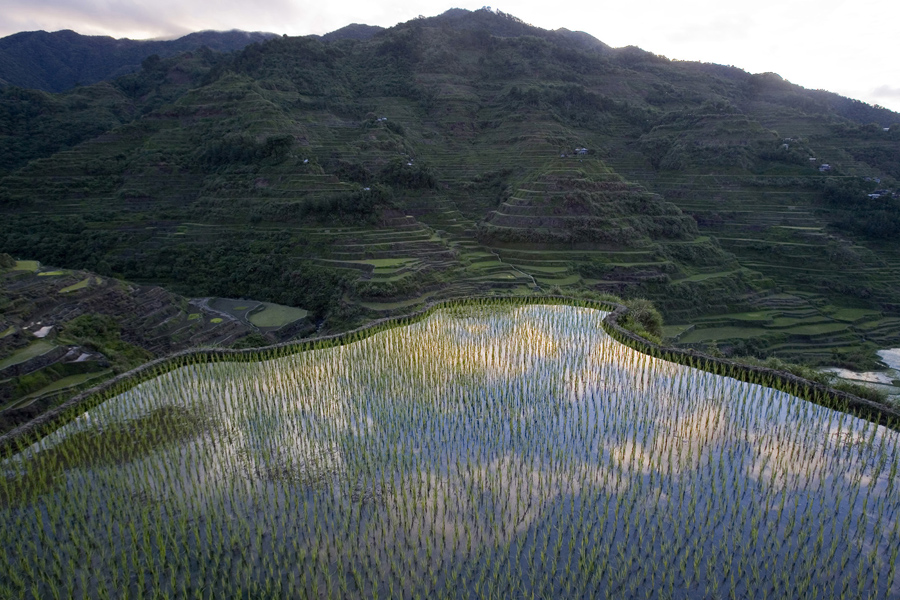 Вид на рисовые поля вдоль горных склонов города Банауэ, провинции Ифугао, к северу от Манилы.