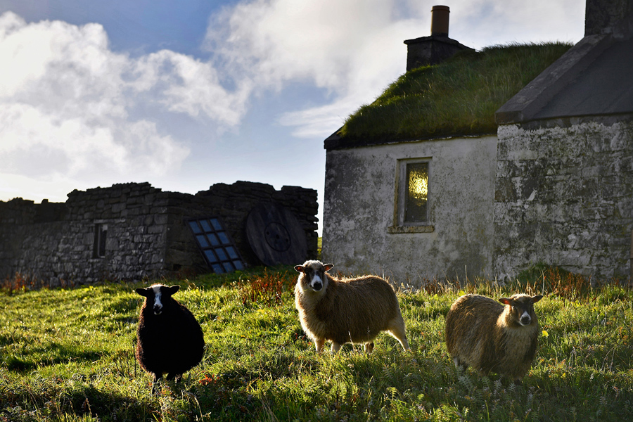 Овцы пасутся возле старого домика, 29 сентября 2016 года.