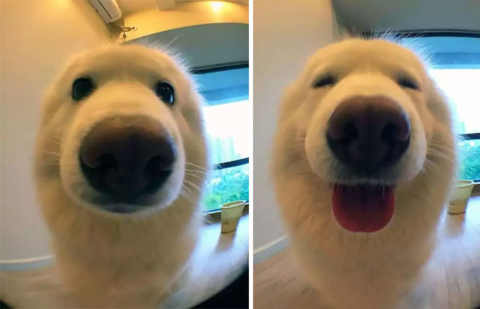Фотографии животных до и после того как их похвалили