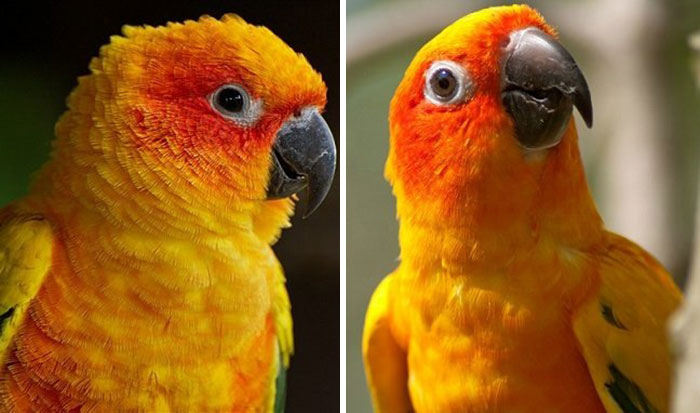 Фотографии животных до и после того как их похвалили