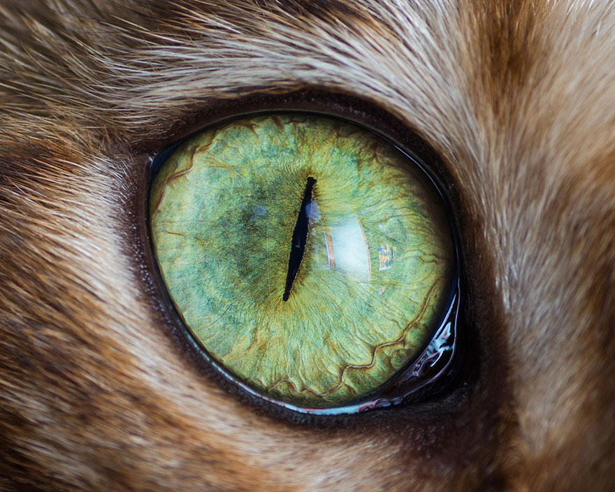 Снимки кошачьих глаз крупным планом