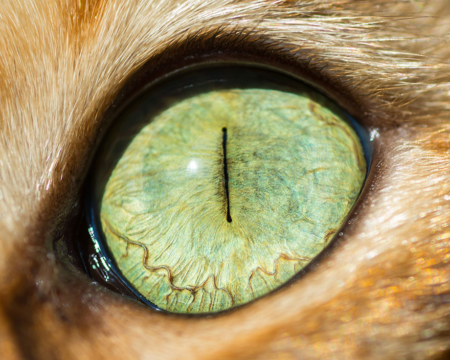 Снимки кошачьих глаз крупным планом