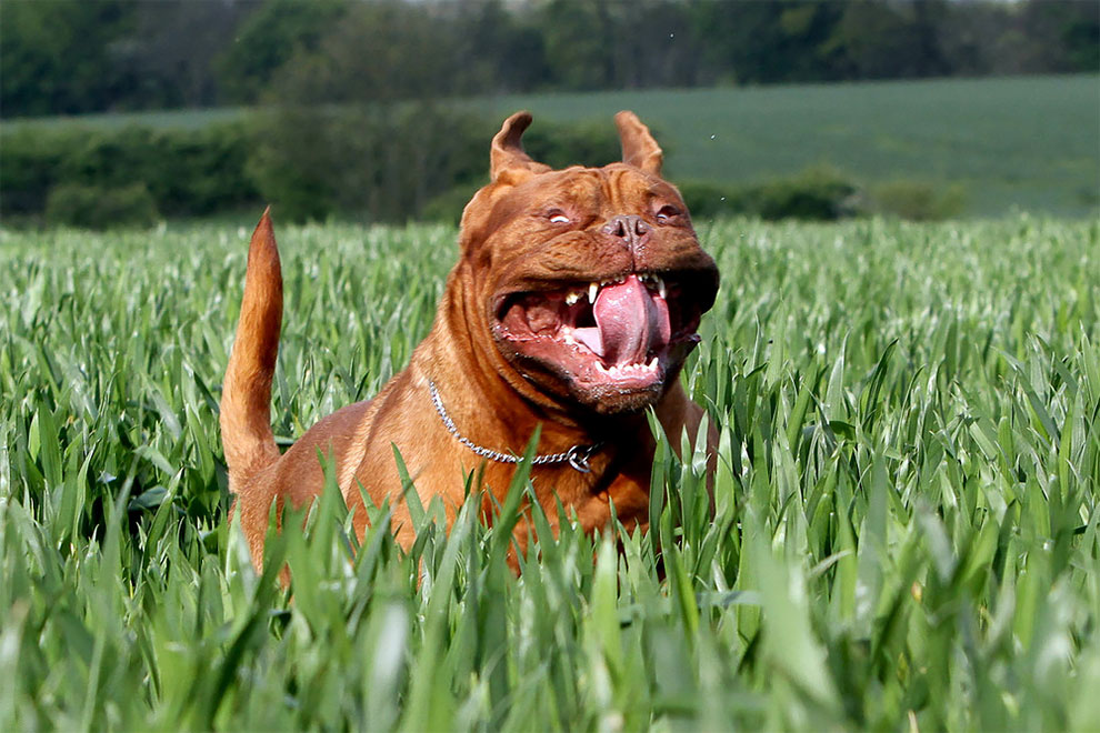 Фотограф успел захватить выражение лица у собак на бегу