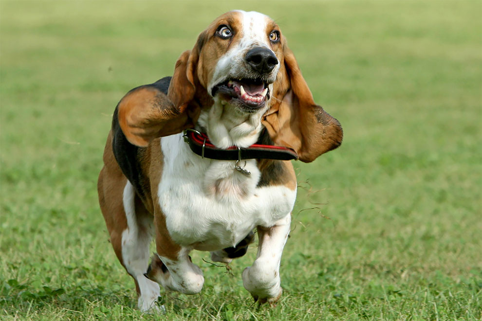 Фотограф успел захватить выражение лица у собак на бегу