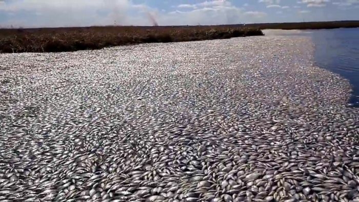 Массовая гибель рыбы под Екатеринбургом