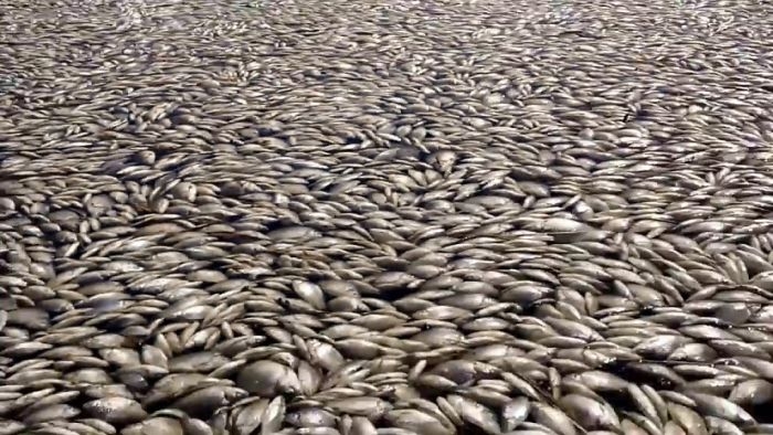 Массовая гибель рыбы под Екатеринбургом