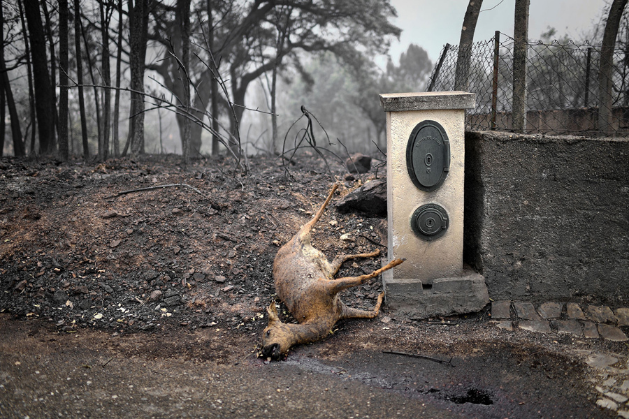 Мертвый олень лежит на обочине дороги в зоне лесного пожара в Vila Pedro, 19 июня 2017. 