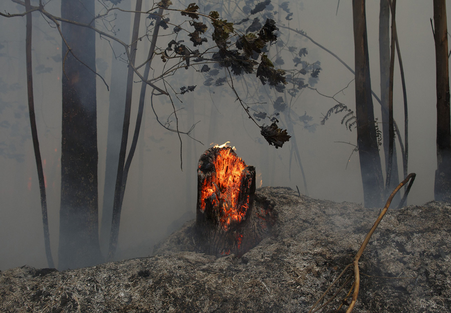 Деревья горят после того, как пожар унес десятки жизней, 19 июня 2017 года около Castanheira de Pera, в районе Leiria, Португалия. 