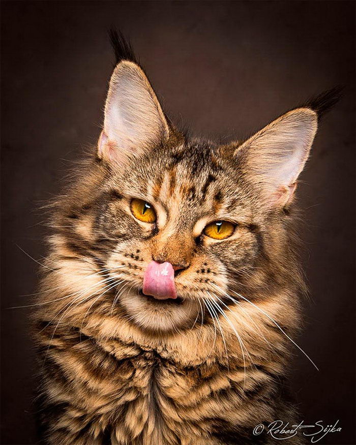 Красота кошек мейн-кун в фотографиях