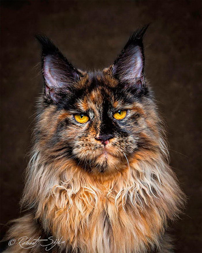 Красота кошек мейн-кун в фотографиях
