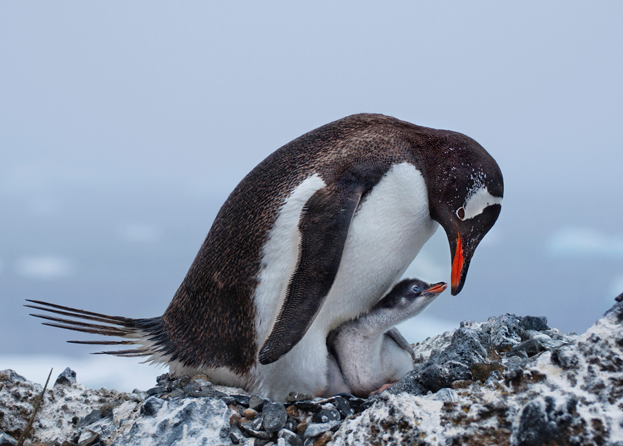 Субантарктический пингвин.
