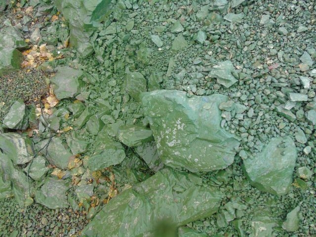 В Нижнем Тагиле позеленело местное водохранилище