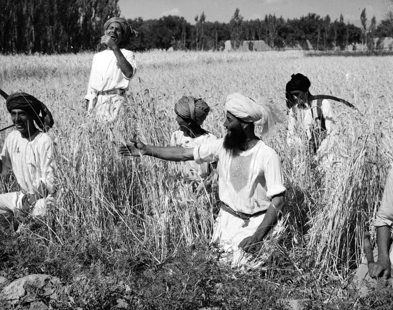 Афганские фермеры работают в поле, 1960г