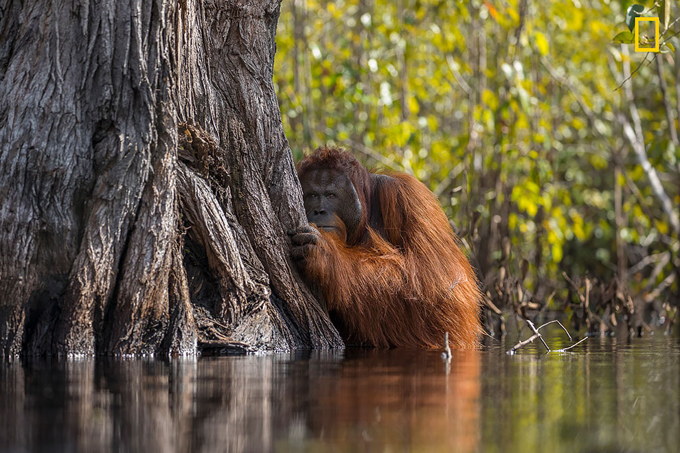  Орангутанг выглядывает из-за дерева, пересекая реку в Борнео, Индонезия.