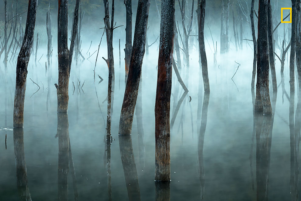 Утренний туман размывает мертвые деревья румынского озера Куйдель, естественного резервуара, созданного оползнями.