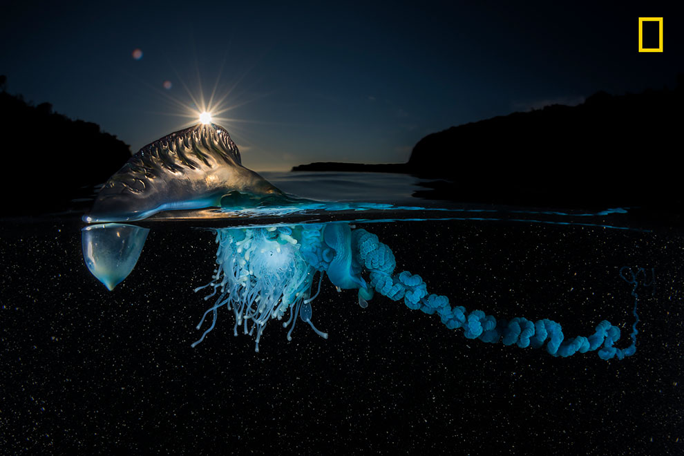 Летнее утро наступает на пляже освещая португальский кораблик. Тысячи этих медуз каждый год встречаются на восточном побережье Австралии.