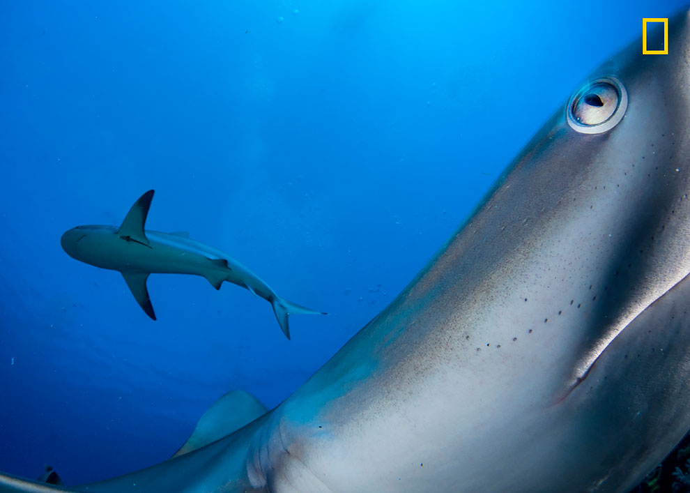 Как правило, застенчивая, карибская рифовая акула, исследует камеру с дистанционным управлением.