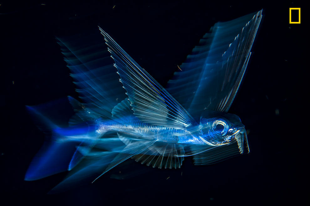 Летучая рыба в темноте.