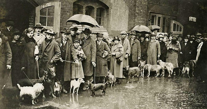 Люди в Берлине привели своих собак на усыпление, так как они не в состоянии платить увеличенный налог на домашних питомцев, 1926 год