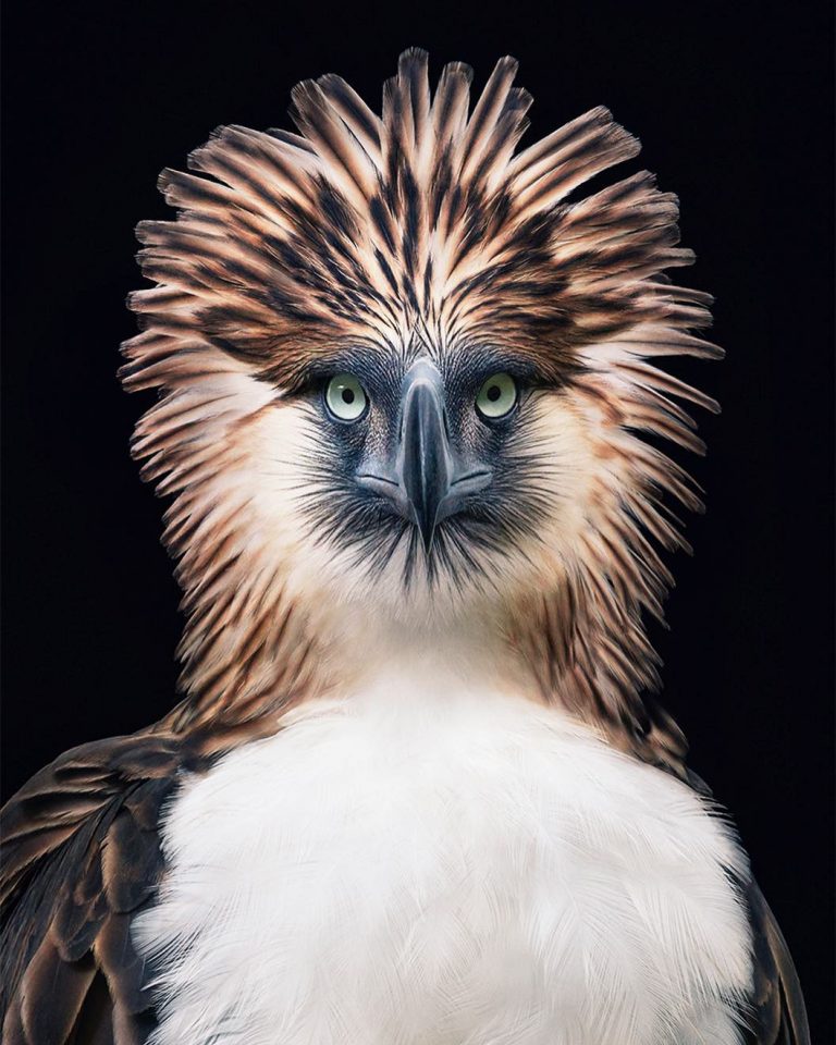 Великолепие диких животных на снимках Тима Флака
