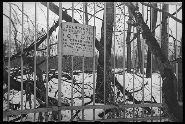 В освобожденном Пушкине. Плакат немецкого коменданта на решетке Екатерининского парка, грозящий расстрелом находящимся в этой зоне. Ленинградский фронт, 1944 год: