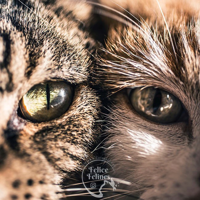 Красивые портреты кошек