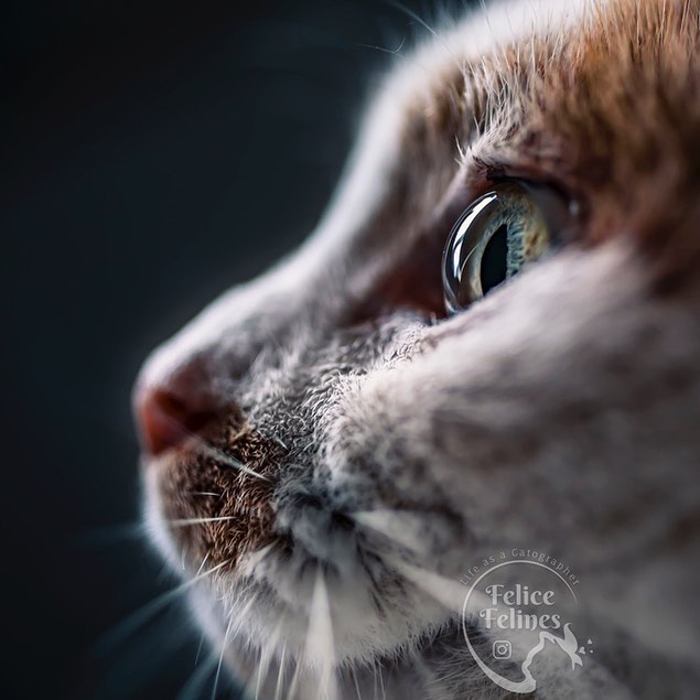 Красивые портреты кошек