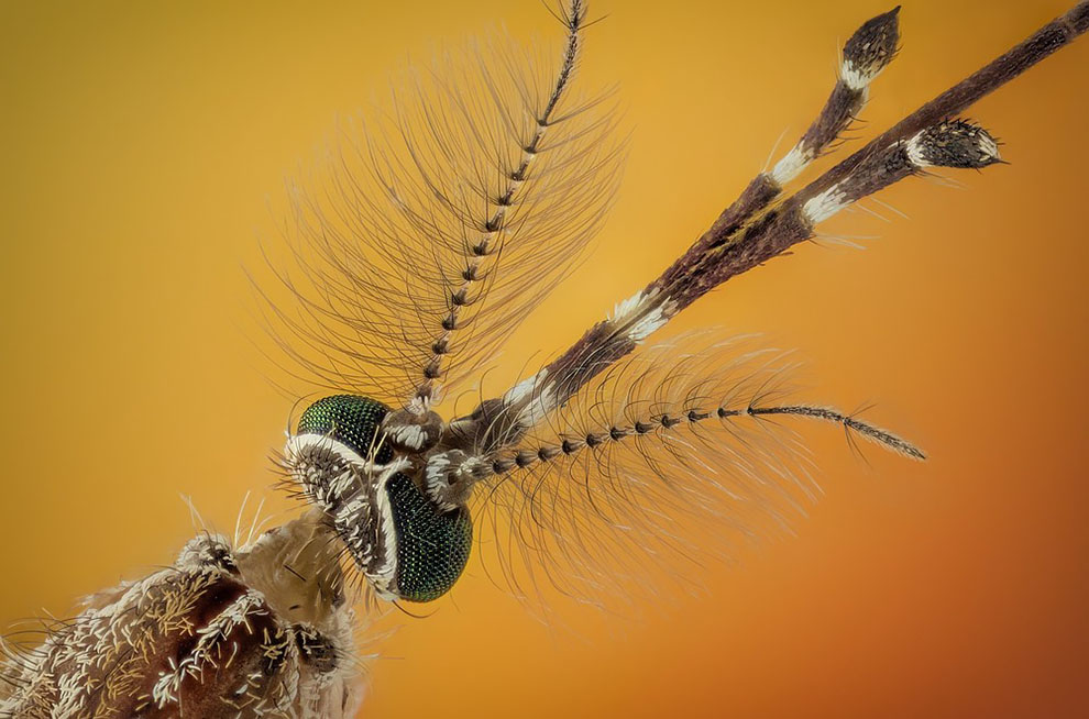 Макросъемка насекомых с ужасающим видом