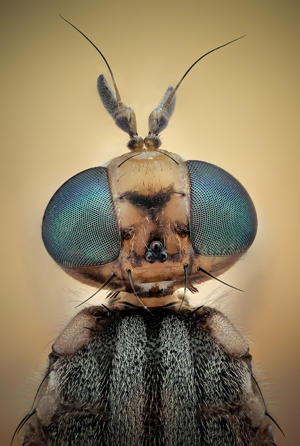 Макросъемка насекомых с ужасающим видом