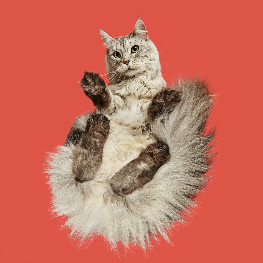 «Коты снизу»: коллекция фотографий Андрюса Бурбы