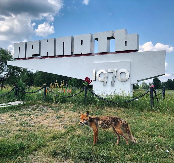 Природа в Зоне отчуждения вокруг Чернобыля