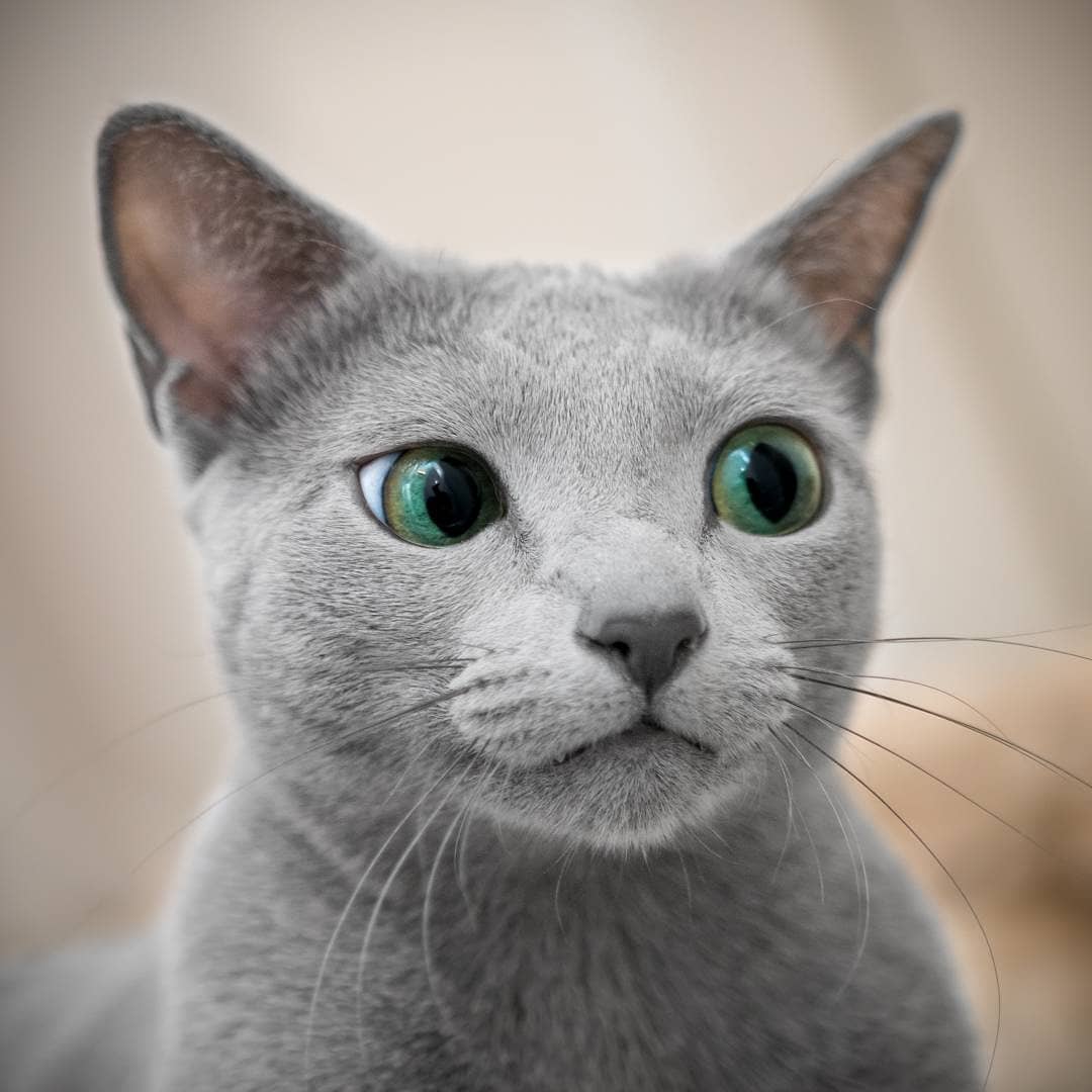 Эти русские голубые кошки так называемого американского типа имеют просто н...