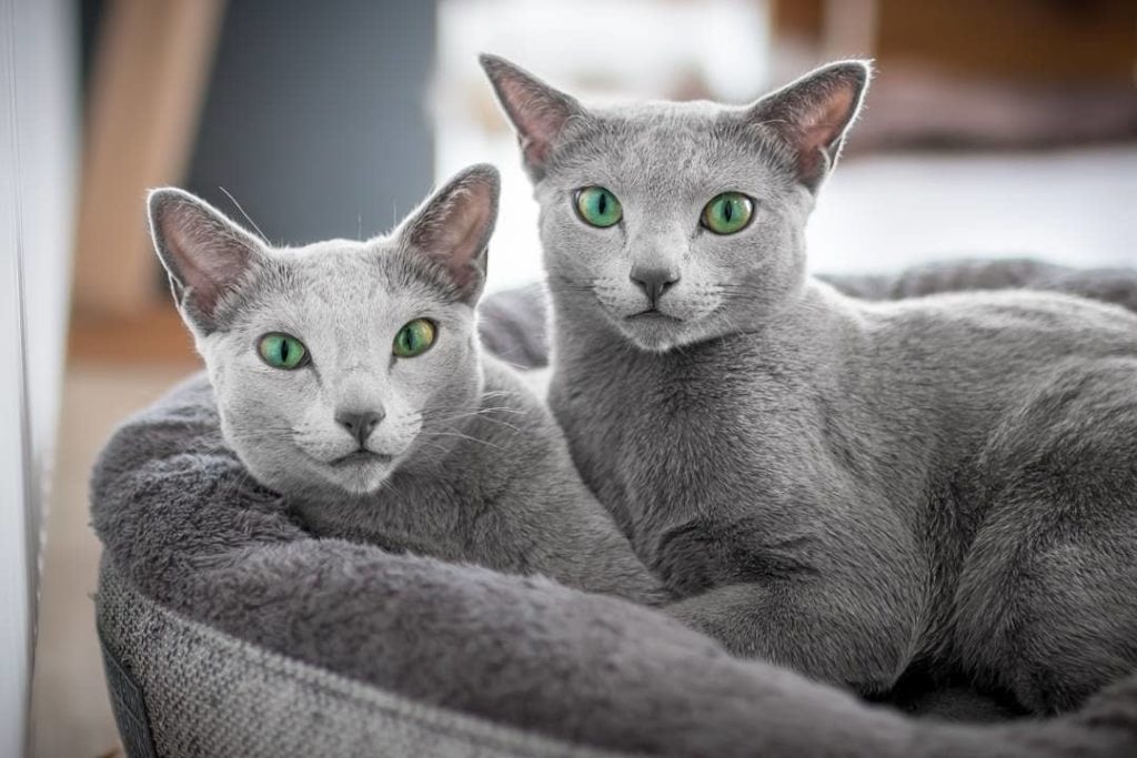 Кошки сёстры с великолепными глазами