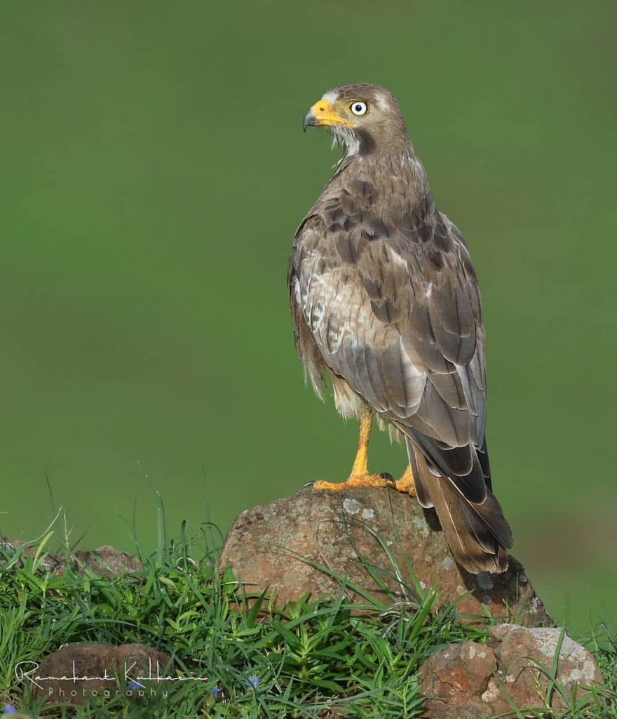 Птицы Индии: фантастические фотографии птиц от Рамаканта Кулкарни