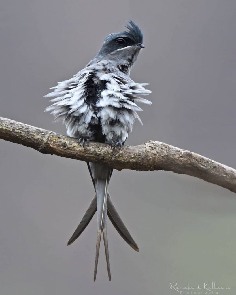 Птицы Индии: фантастические фотографии птиц от Рамаканта Кулкарни