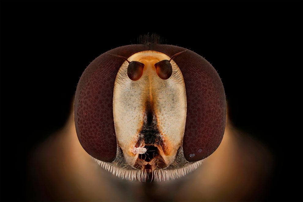 Лица: Фантастические макро фотографии насекомых Мофида Абу Шалвы