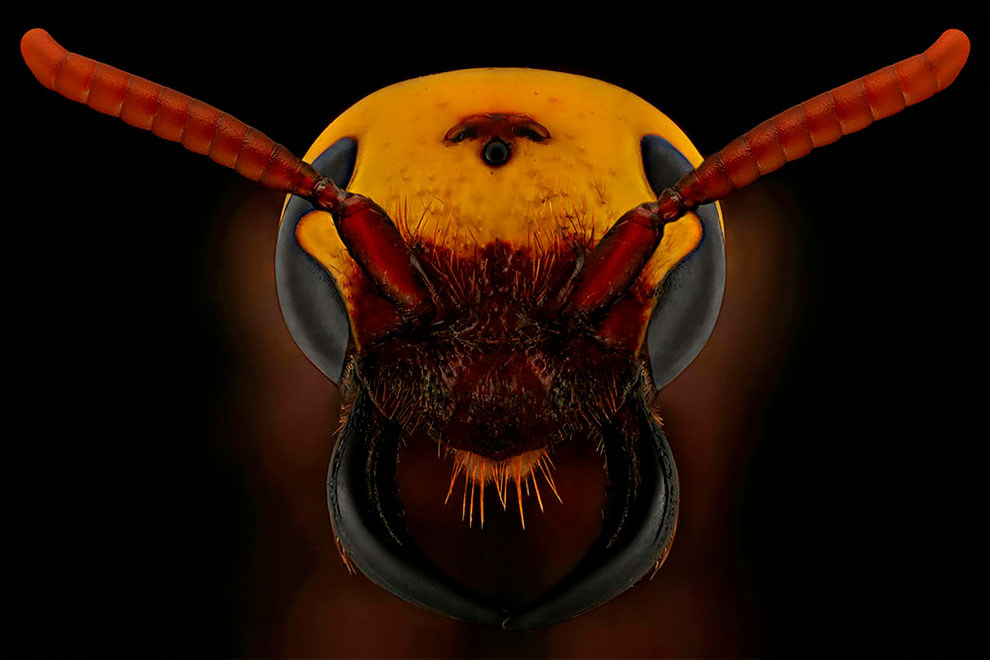 Лица: Фантастические макро фотографии насекомых Мофида Абу Шалвы