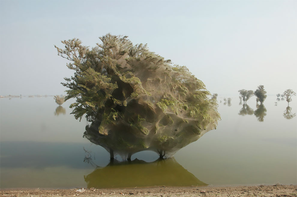 В Пакистане обнаружены футуристические коконовидные деревья