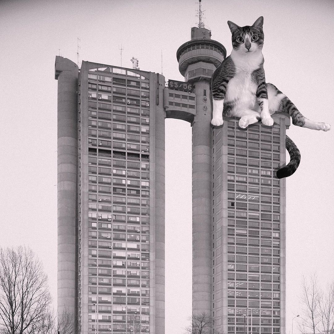 Бруталистская архитектура и гигантские кошки