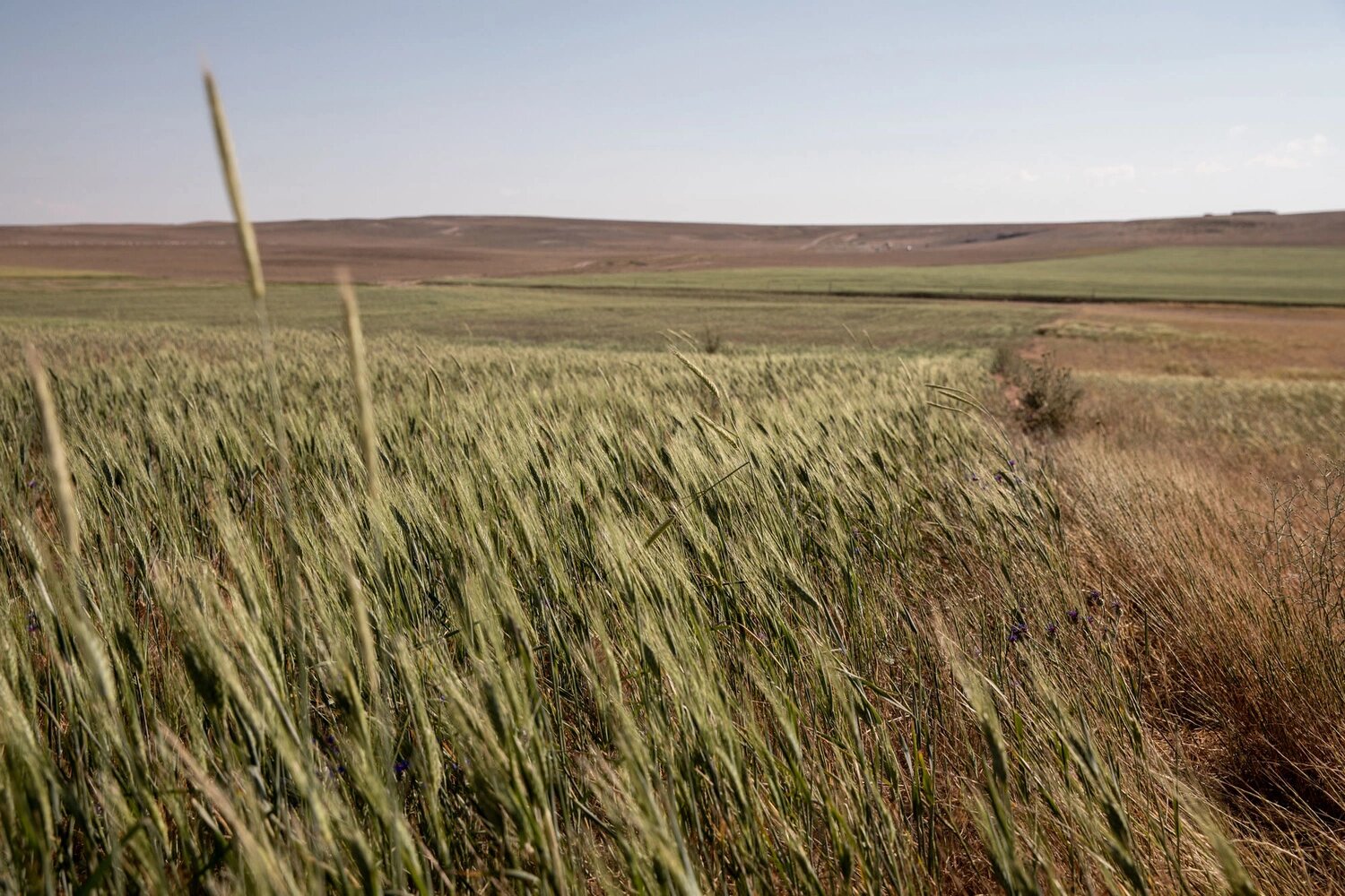 Засуха и воронки угрожают фермерам в Турции