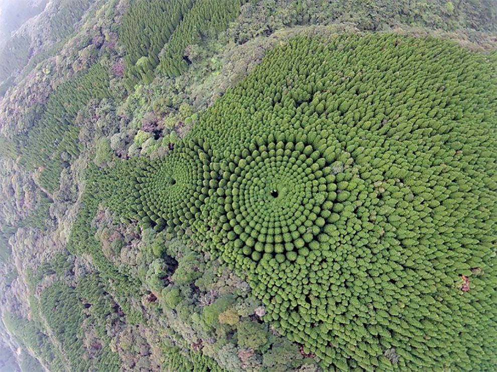 Дрон снимает загадочные круги на деревьях в Японии