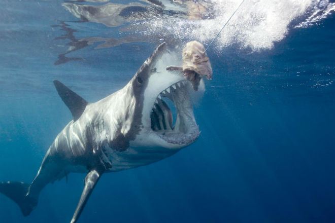 Почему в аквариумах не держат большую белую акулу