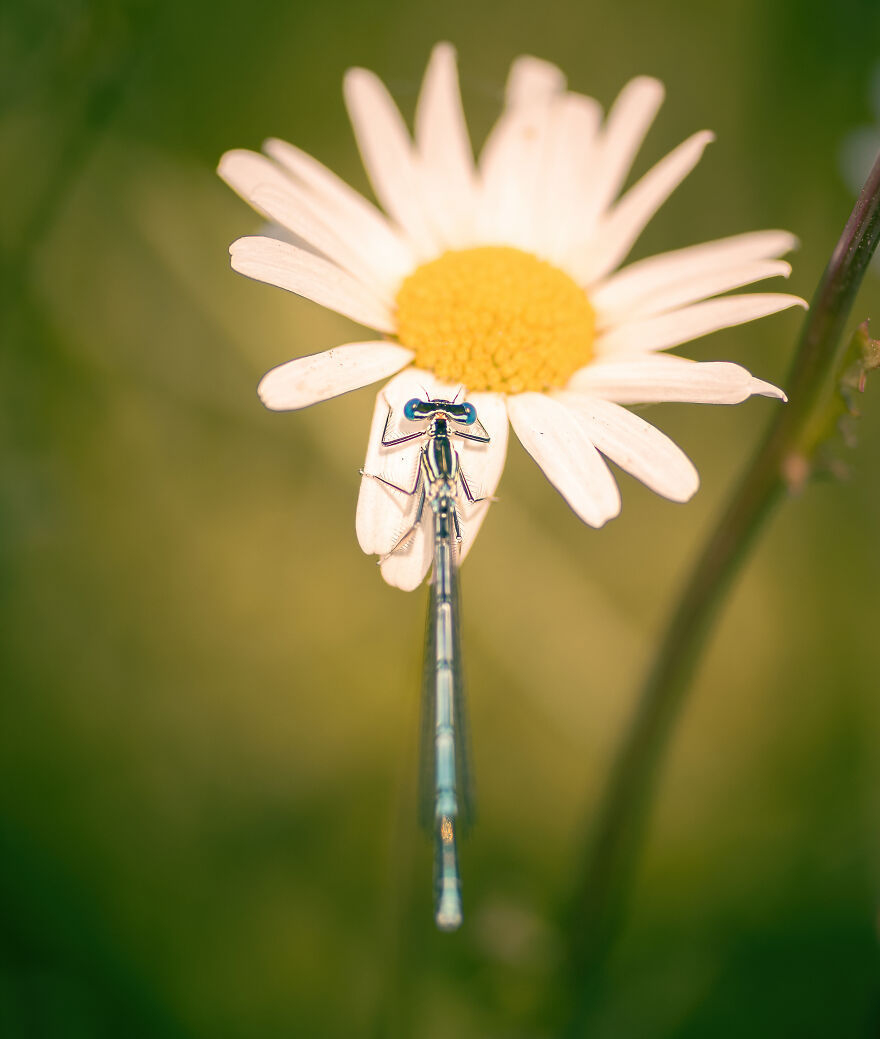 Фотограф делает невероятные макроснимки насекомых и диких животных