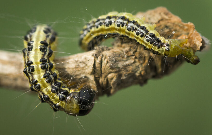 Фотограф делает невероятные макроснимки насекомых и диких животных