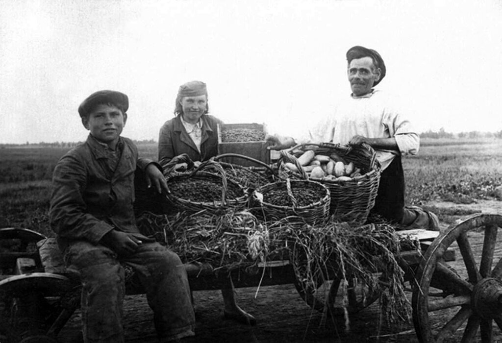 Счастливое время сбора урожая в СССР